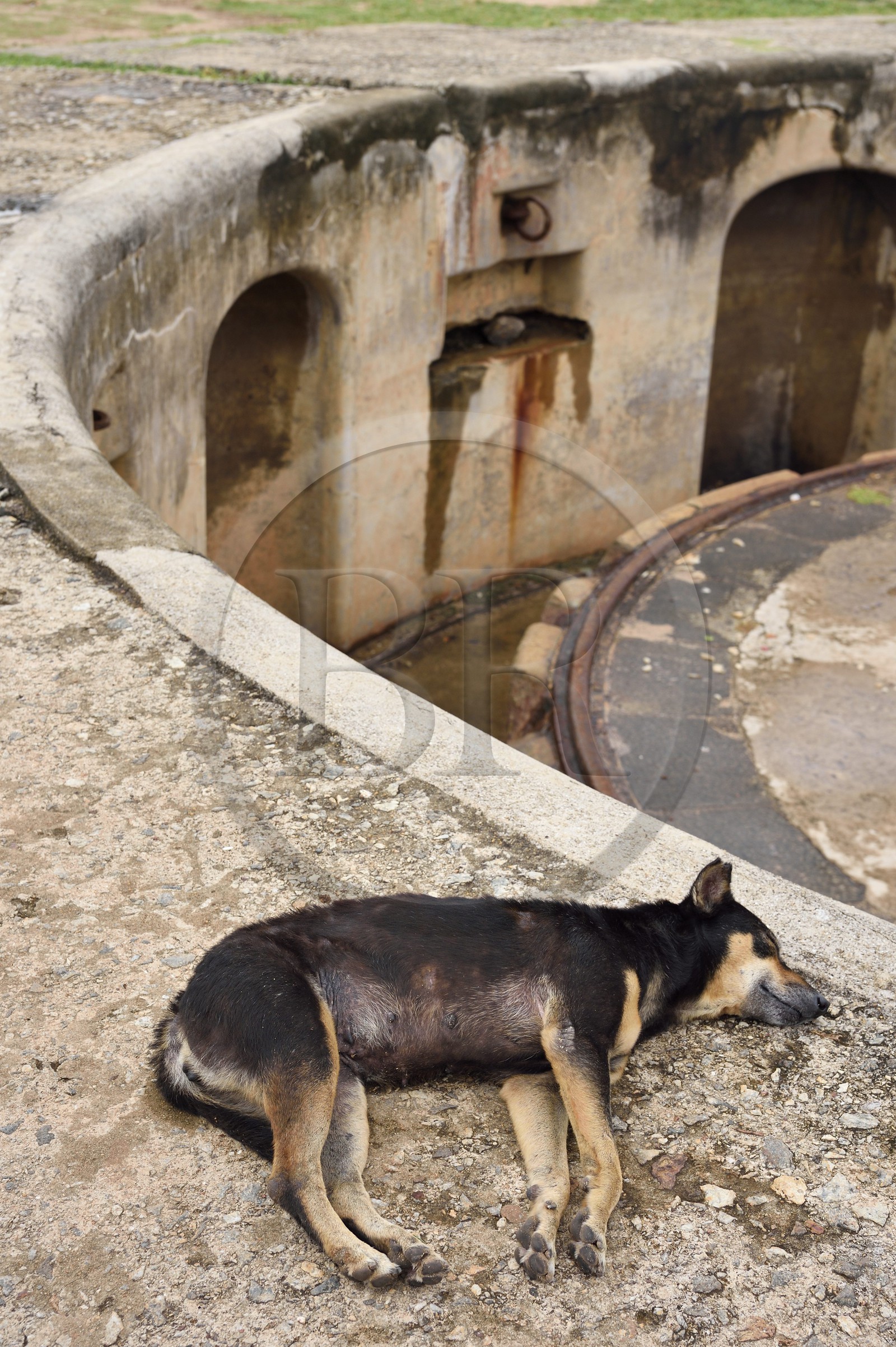 Sri Lanka, Province du Sud, Fort de Galle, classé Patrimoine Mondial de l'UNESCO, chien errant sur les remparts maritimes
