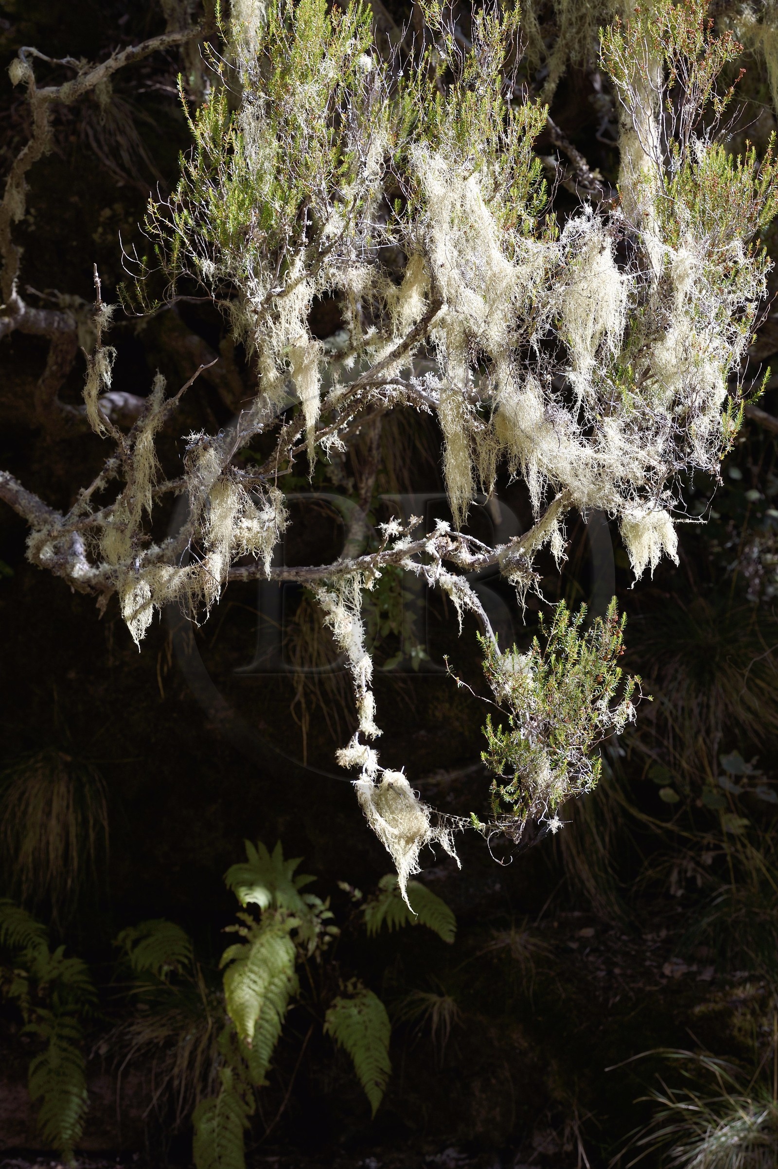 Portugal, Ile de Madère, randonnée dans La forêt de Rabaçal par la levada do Alecrim, mousse espagnole, fille de l'air ou barbe de vieillard (Tillandsia usneoides)