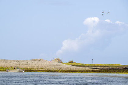 France, Finistère, Iroise Sea, Molene archipelago, Quemenes Island, its farmer Etienne Menguy, the farm and a flight of oystercatchers