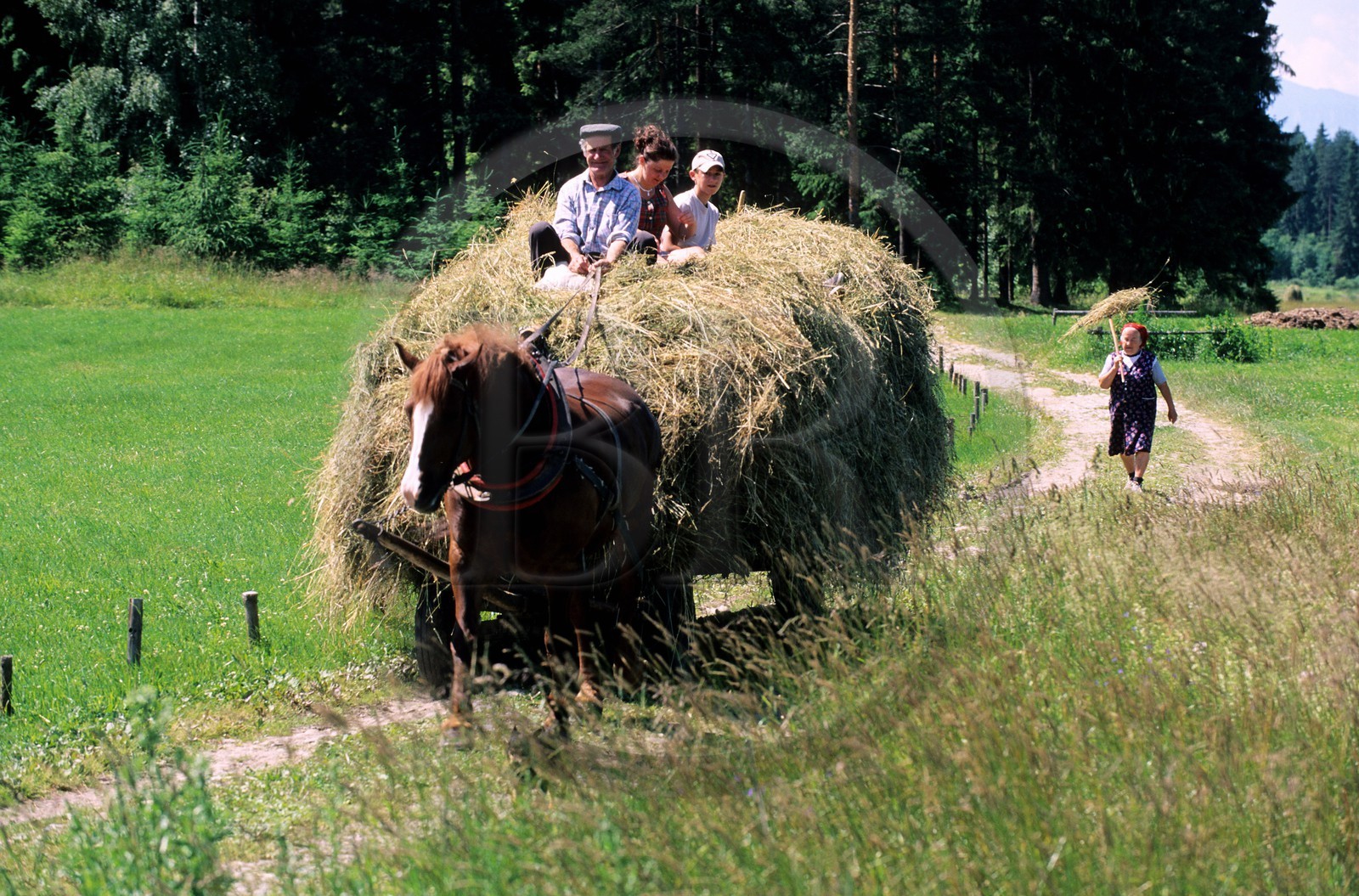 Pologne, Petite Pologne, famille de paysans de retour des foins sur leur chariot vers le village de Debno