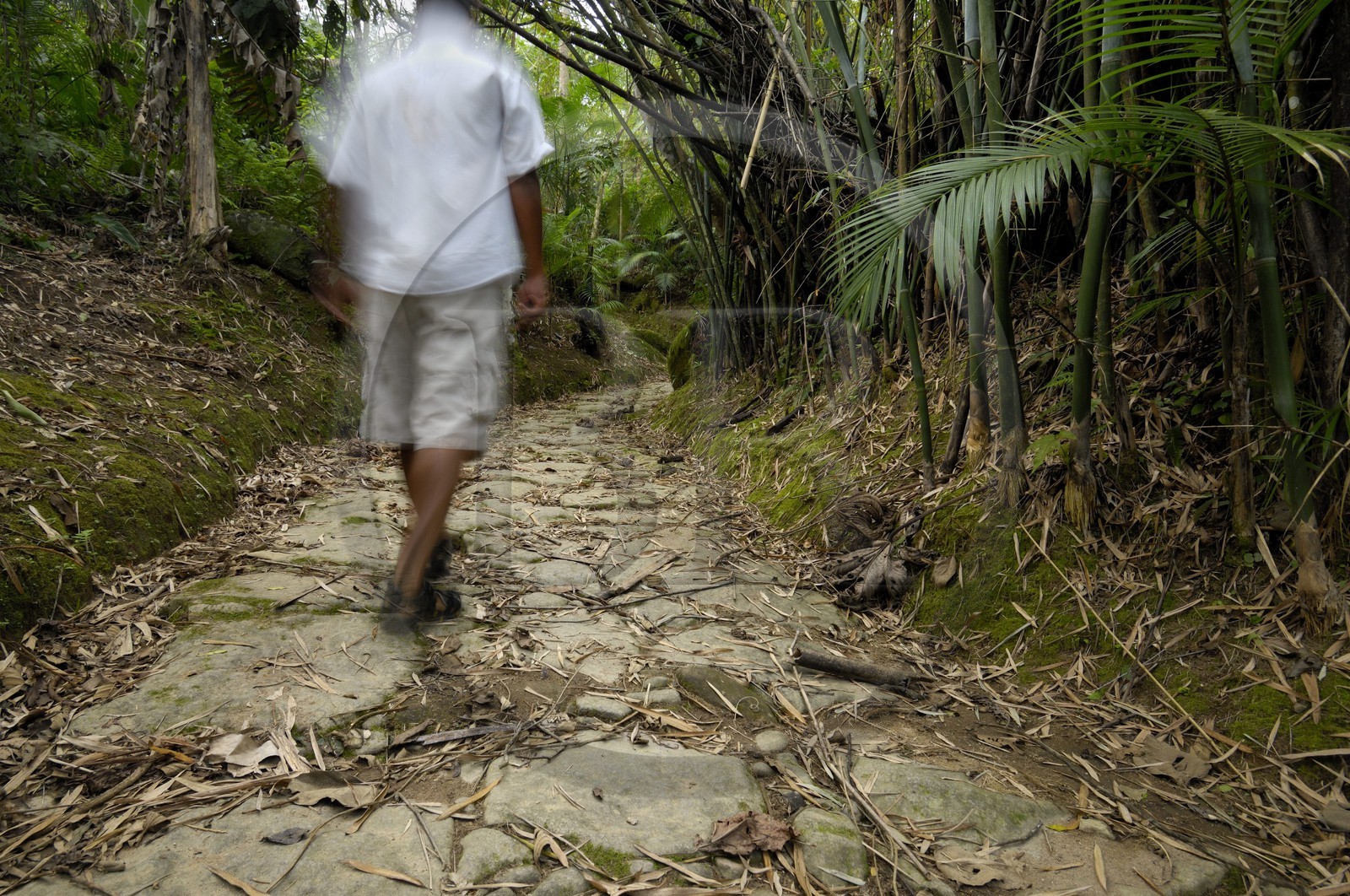 Brésil, Etat de Rio de Janeiro, Paraty, ancienne route de l'or (Estrada Real)