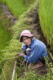 Philippines, Ifugao province, Banaue rice terraces around the village of Cambulo, listed as World Heritage by UNESCO, old woman weeding her plot