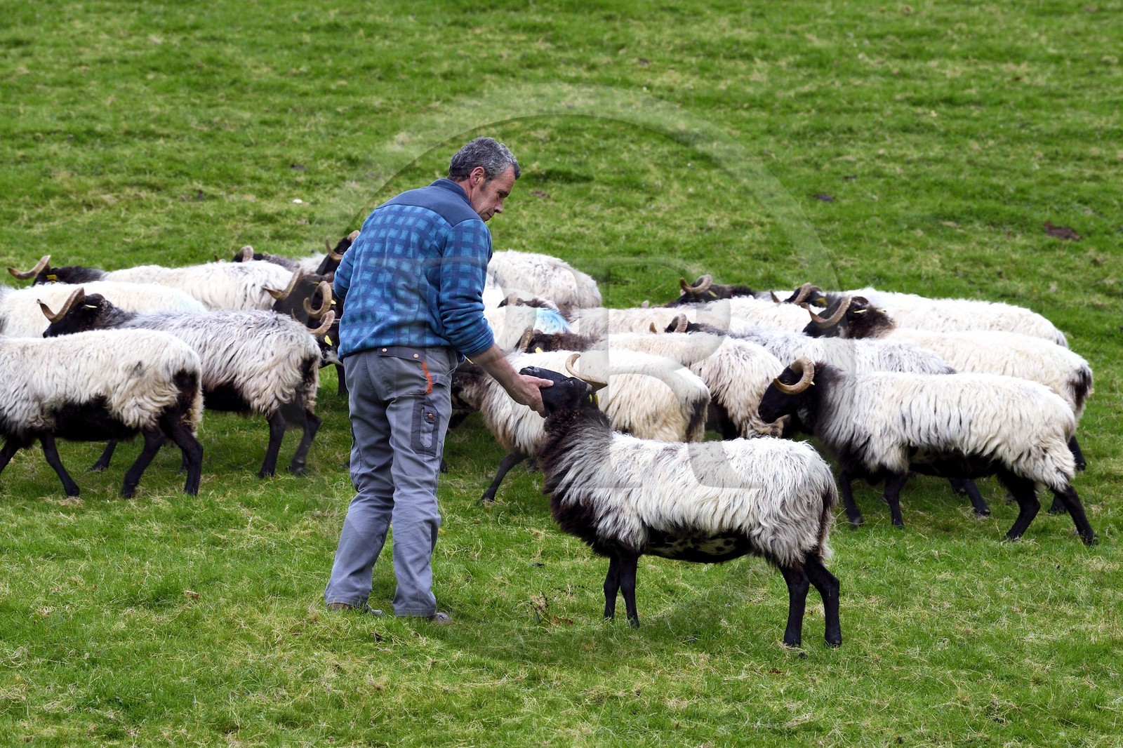 France, Pyrénées-Atlantiques (64), Pays-Basque, vallée des Aldudes, Urepel, l'éleveur de brebis manech tête noire Jean-Bernard Etchebarren
