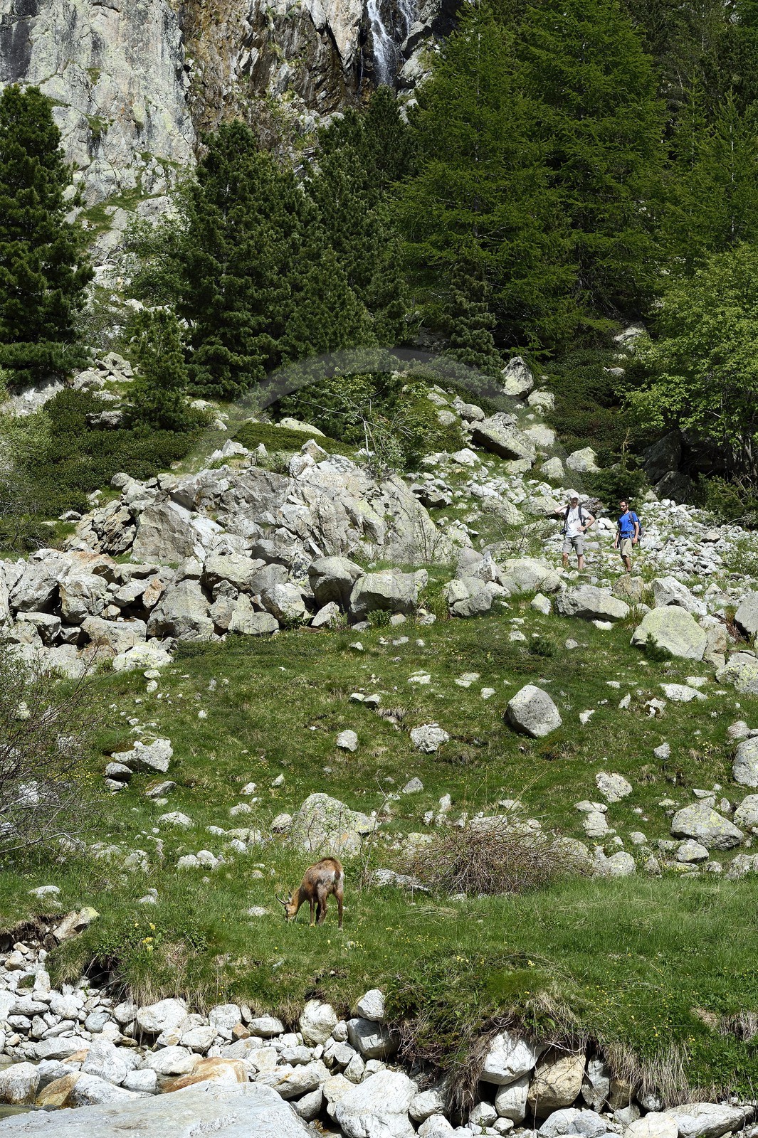 France, Alpes-Maritimes (06), parc national du Mercantour, Haute-Vésubie, randonnée dans le vallon de la Gordolasque, rencontre avec un chamois (Rupicapra rupicapra)