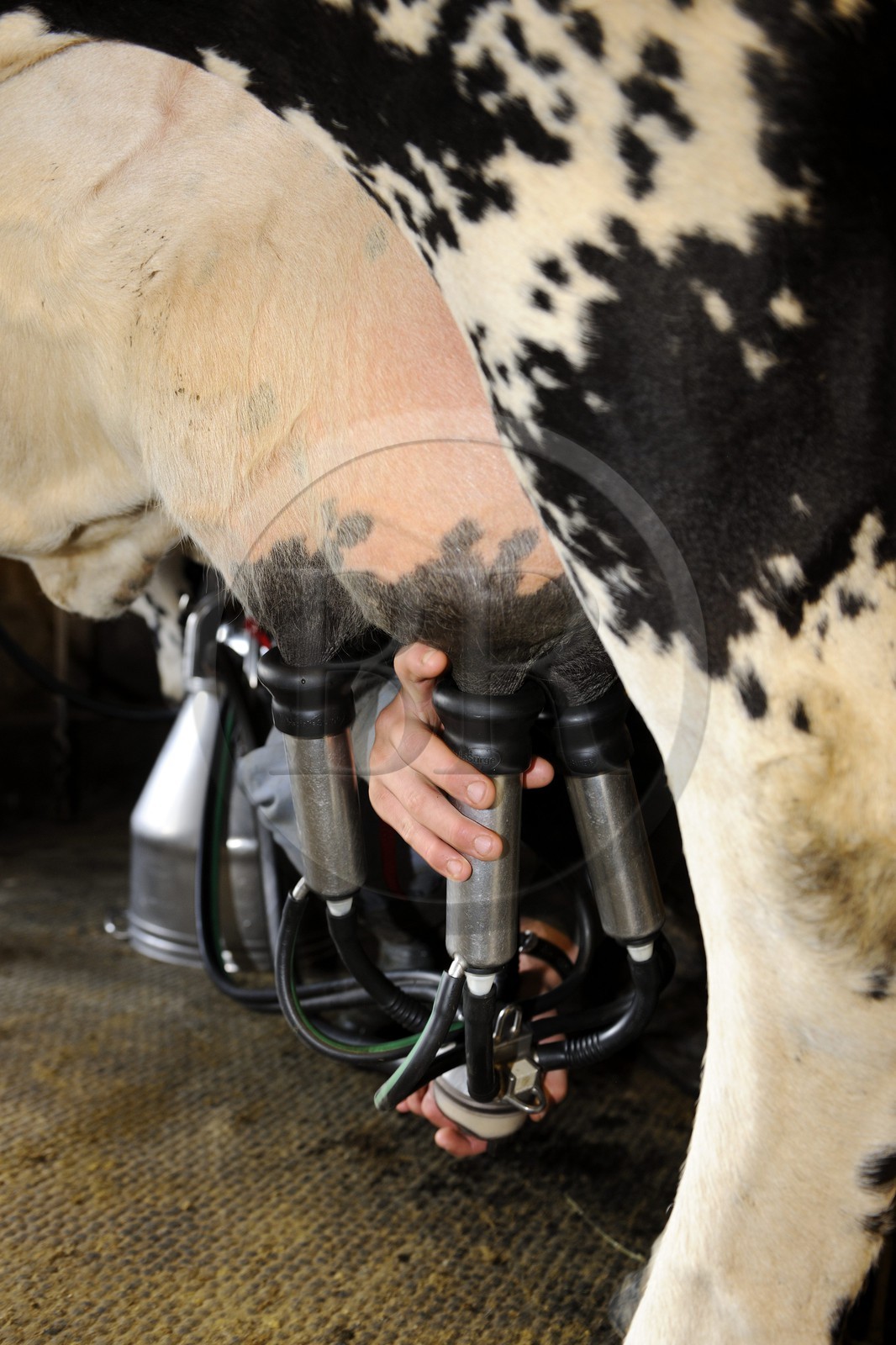 France, Haut-Rhin (68), la route des Crêtes vers Metzeral, ferme marcaire de Steinwasen, la traite des vaches