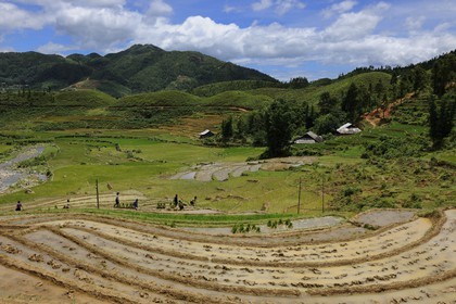 Vietnam, Lao Cai province, Sapa district, Ta Phin valley,  rice plantations in terraces by the Black Hmong minority group