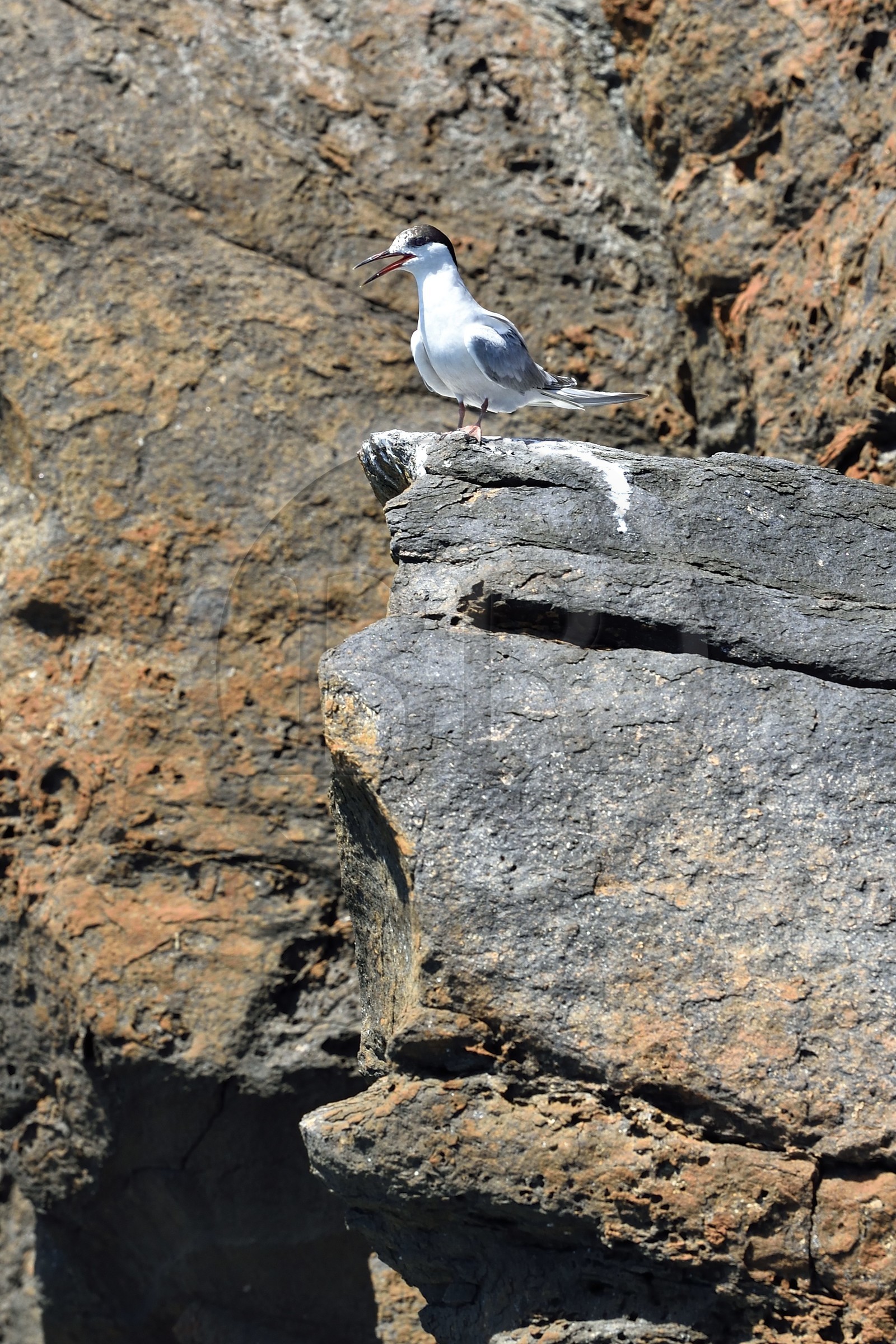 Portugal, Ile de Madère, randonnée dans la réserve naturelle de la Ponta de Sao Lourenço (pointe Saint Laurent) à l'extrême Est de l'ile, Sterne pierregarin (Sterna hirundo)