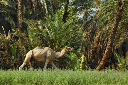 Egypt, Upper Egypt, Nubia, Nile Valley, Aswan, west bank, Nubian campaign, a young boy and his dromedary