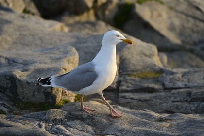 France, Finistere, Iroise Sea, Plogoff, Pointe du Raz, seagull