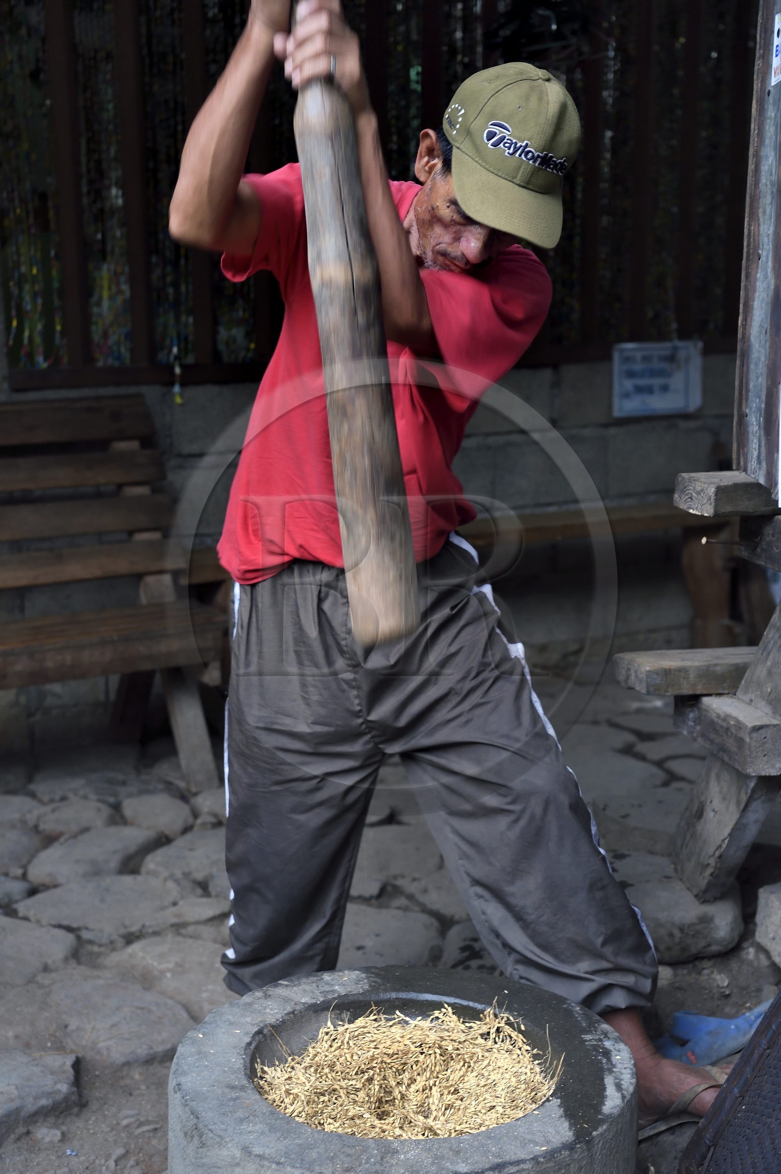 Philippines, province d'Ifugao, région de Banaue, village de Cambulo, battage du riz au pilon Philippines, province d'Ifugao, région de Banaue, village de Cambulo, battage du riz au pilon