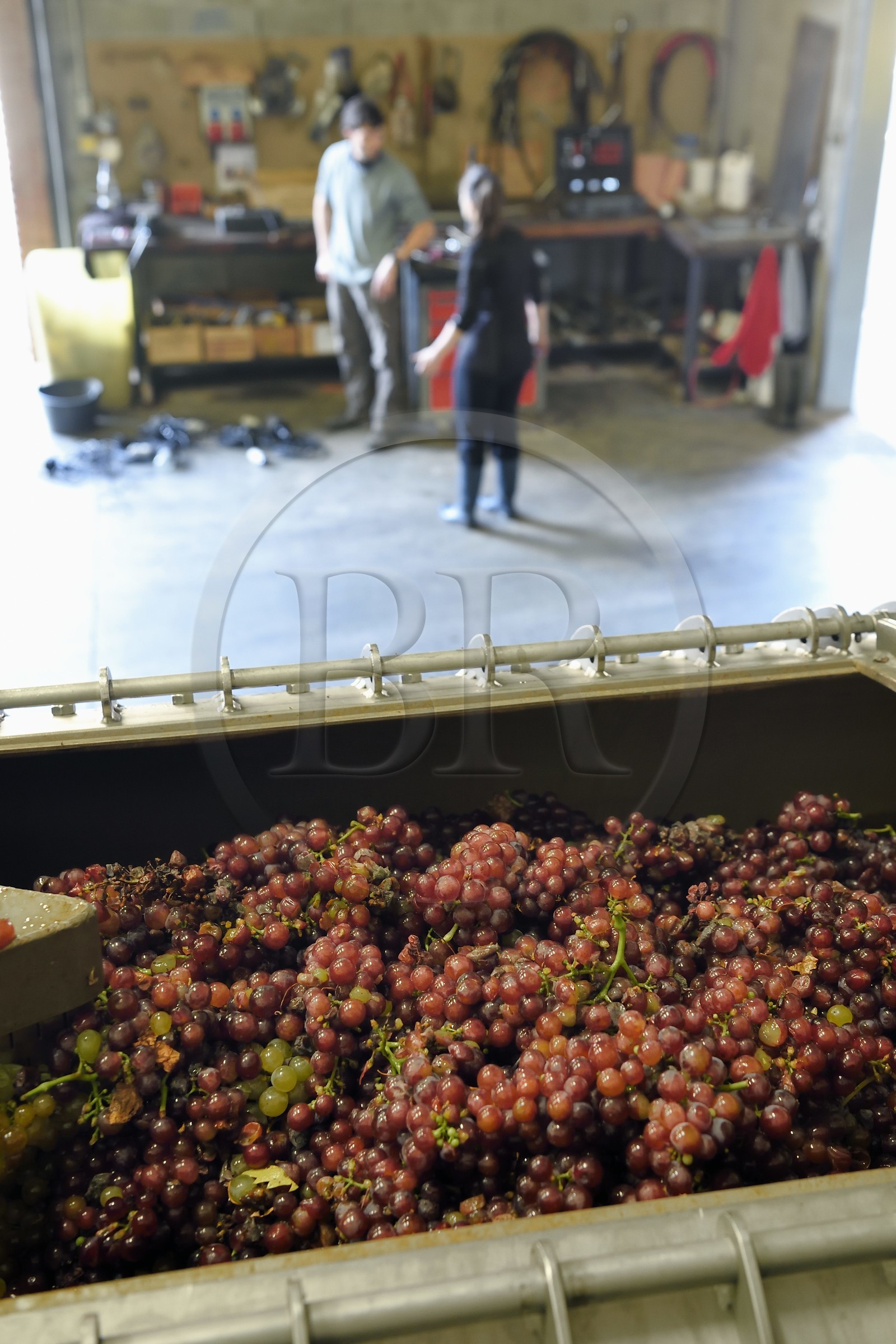 France, Haut Rhin, the Alsace Wine Route, Bergheim, Wine estate Marcel Deiss, the grapes in the wine press