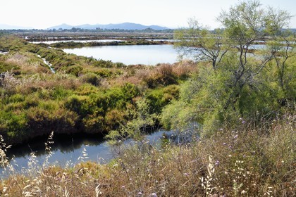 France, Var (83), Hyères, Conservatoire du littoral, les Vieux Salins (marais salants)