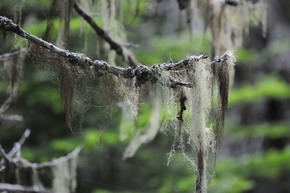 Canada, province du Québec, Côte Nord, Havre-Saint-Pierre, le Parc National Archipel de Mingan dans le golfe du Saint Laurent, forêt boréale
