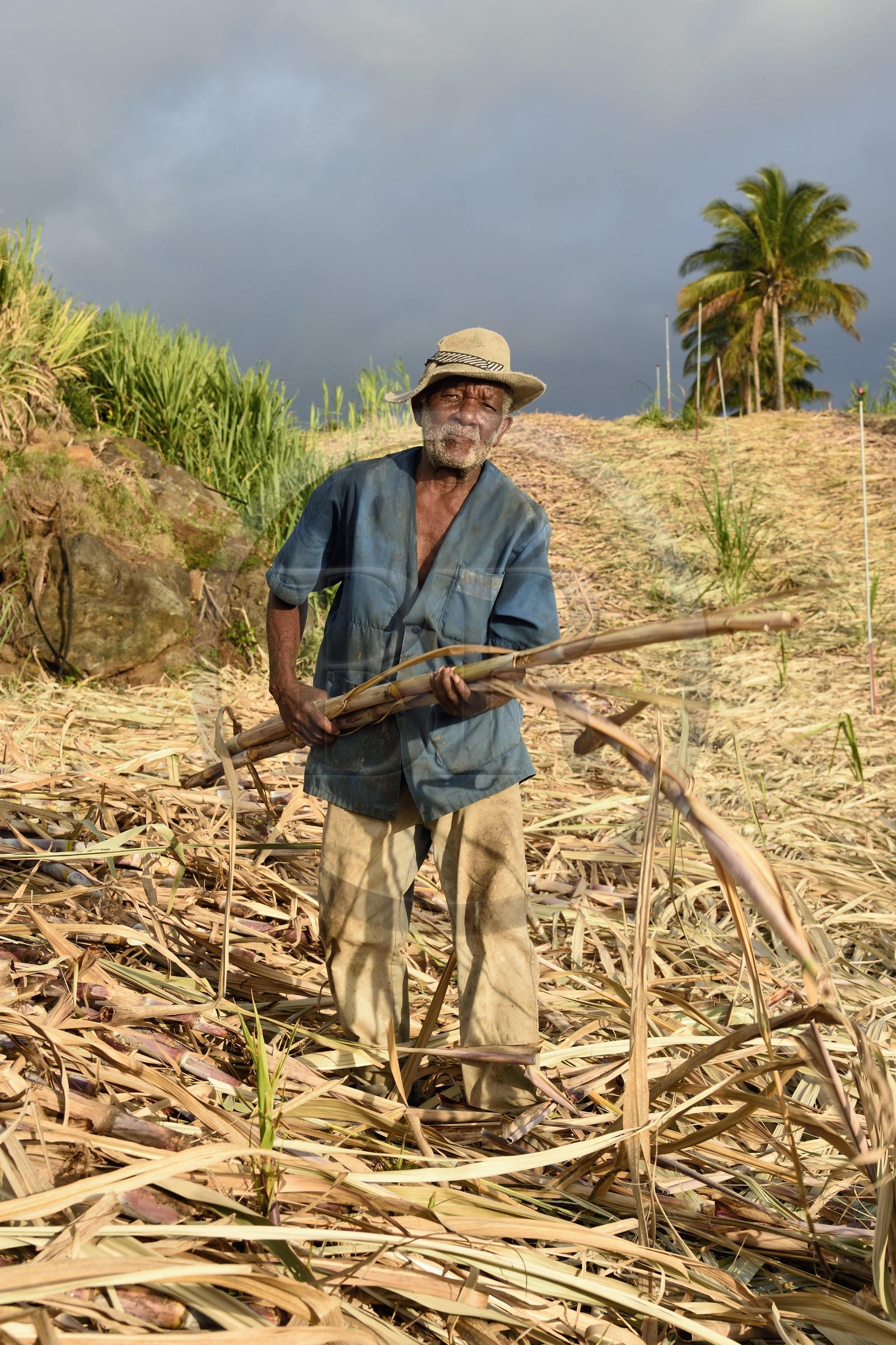 France, Ile de la Reunion, côte sud, Petite-Ile, coupeur créole de canne à sucre dans un champ de canne à sucre