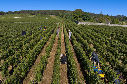 France, Côte-d'Or (21), les climats de Bourgogne classés Patrimoine Mondial de l'UNESCO, Route des Grands Crus, vignoble de la Côte de Beaune, Volnay, vendanges dans la parcelle de Taille-Pieds appartenant aux Hospices de Beaune qui servent à produire un Volnay 1er Cru cuvée Blondeau et cuvée Muteau à partir du cépage Pinot noir (vue aérienne)