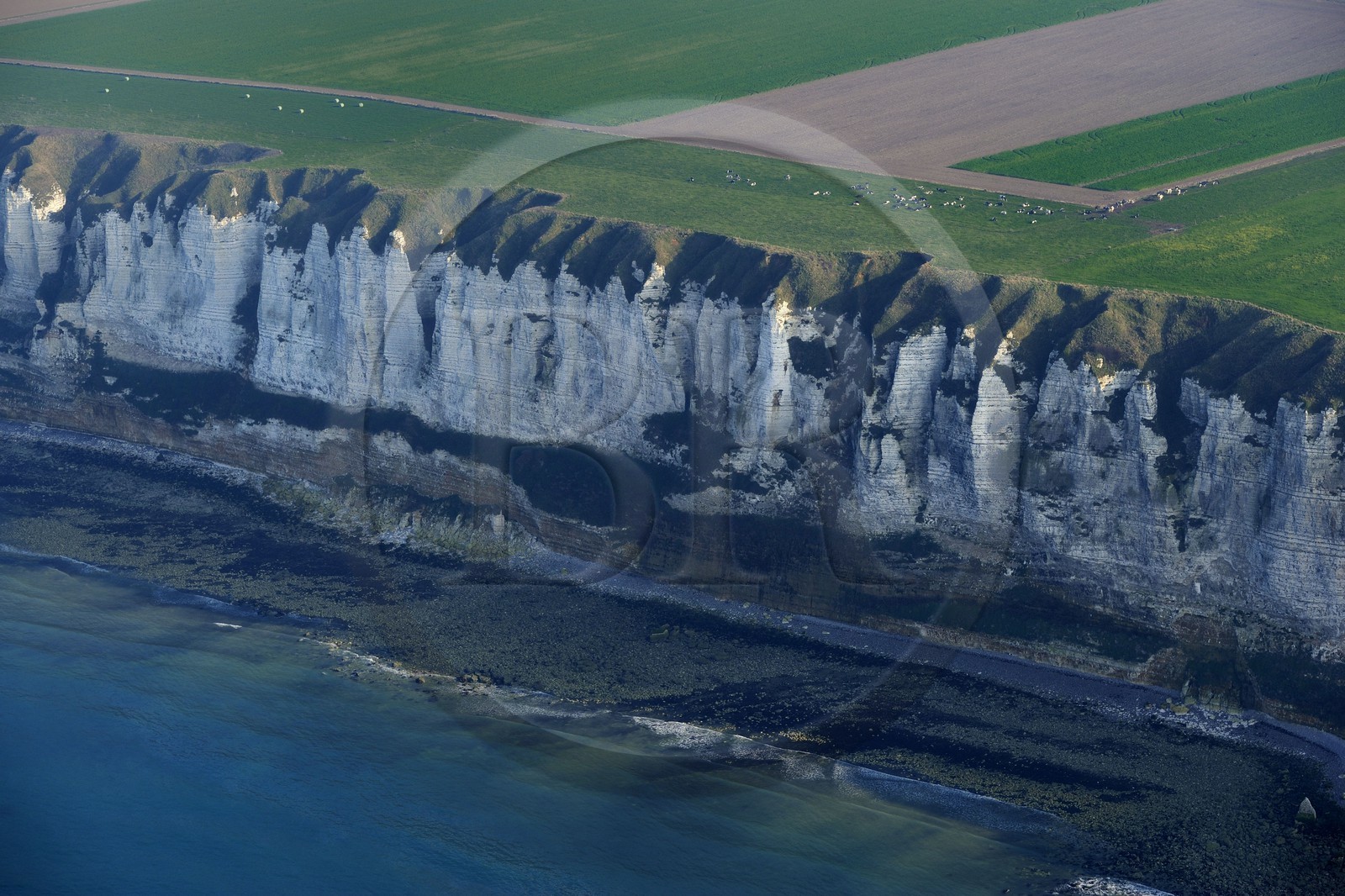 France, Seine-Maritime (76), pays de Caux, troupeau de vaches le long des falaises d' Yport (vue aérienne)