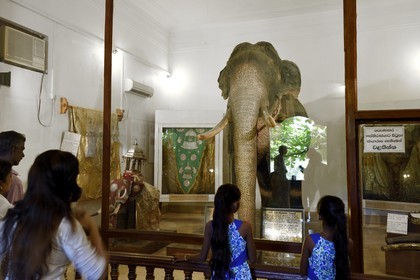 Sri Lanka, center province, Kandy, Temple of the Buddha Tooth (Sri Dalada Maligawa), room of the elephant Rajah which contains the remains of the naturalized elephant of the Tooth temple that died in 1988 after fifty years at the service of Buddhist processions