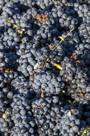 France, Côte-d'Or (21), les climats de Bourgogne classés Patrimoine Mondial de l'UNESCO, Route des Grands Crus, vignoble de la Côte de Beaune, Volnay, vendanges dans les vignes du domaine Cluzeaud Volnay 1er Cru Pitures à partir du cépage Pinot noir
