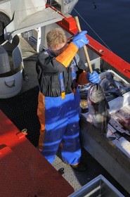 Norvège, Nordland, Îles Lofoten, pêche à la ligne professionnelle
