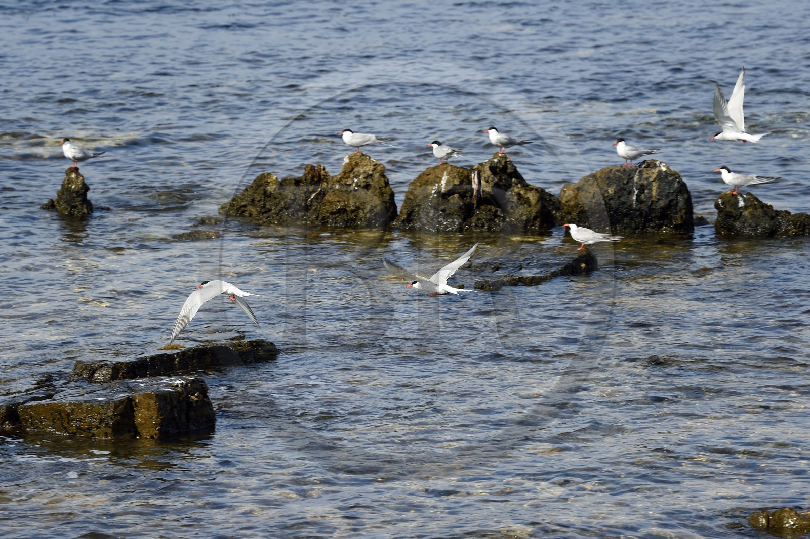 France, Alpes-Maritimes (06), Cannes, Iles de Lérins, Ile Sainte-Marguerite, réserve biologique domaniale, sternes Pierregarin (Sterna hirundo) à la Pointe du Batéguier