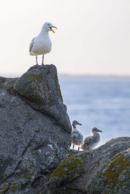 France, Finistère (29), Pays des Abers, Ile Vierge dans l'archipel de Lilia, de très nombreux goélands peuple l'île en période de nidification