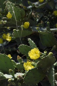 France, Bouches-du-Rhône (13), Marseille, Parc national des Calanques, Calanque de Sormiou, fleur de figuier de Barbarie (Opuntia ficus-indica)