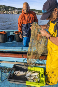 France, Hérault (34), Sète, quartier de la Pointe Courte, le pêcheur Robert Rumeau relève ses filets sur l'étang de Thau