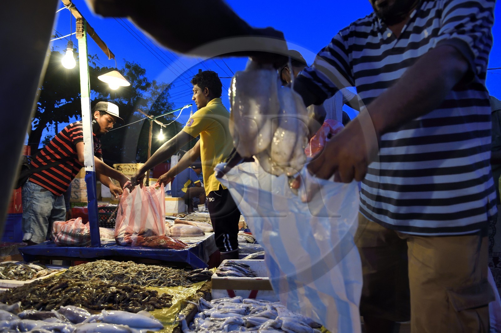 Sri Lanka, Province de l'Ouest, Negombo, vente de la peche de la nuit à la halle aux poisson du port