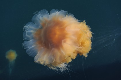 Norway, Rogaland County, Stavanger, jellyfish