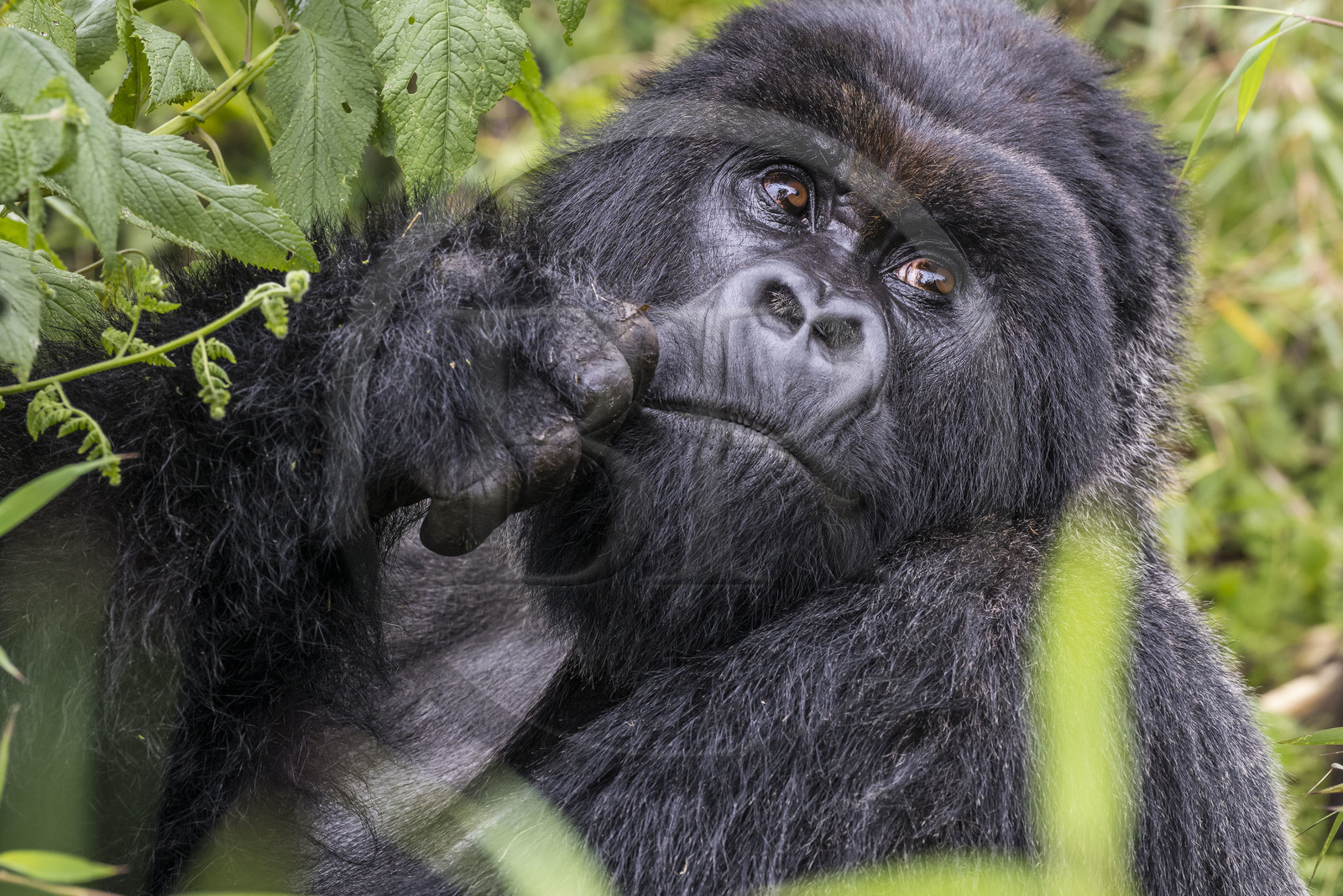 Rwanda, Province du Nord, Parc National des Volcans dans la chaine des Monts Virunga, mont Karisimbi, gorille des montagnes (Gorilla beringei beringei), dos argenté (silverback) nommé Impuzamahanga qui est le male dominant du groupe Susa Rwanda, Province du Nord, Parc National des Volcans dans la chaine des Monts Virunga, mont Karisimbi, gorille des montagnes (Gorilla beringei beringei), dos argenté (silverback) nommé Impuzamahanga qui est le male dominant du groupe Susa