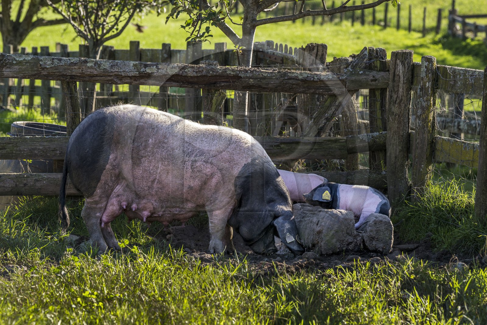 France, Pyrénées-Atlantiques (64), Pays-Basque, vallée des Aldudes, élevage en plein air Pierre Oteiza de porcs basques de race pie noir pour la production du jambon Kintoa AOC, cochette (jeune truie) et porcelets