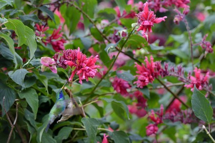 Panama, Chiriqui province, Boquete, Coffee Plantation Finca Lerida, Hummingbird in flight