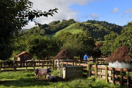 France, Pyrenees Atlantiques, Basque Country, Aldudes valley, Pierre Oteiza breeding of Basque black pigs for the production of Kintoa AOC ham, joung sow