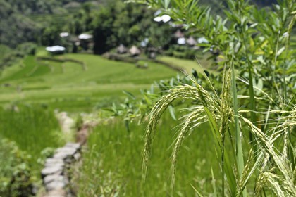 Philippines, province d'Ifugao, les rizières en terrasses de Banaue autour du village de Batad, classées Patrimoine Mondial de l'UNESCO, plant de riz