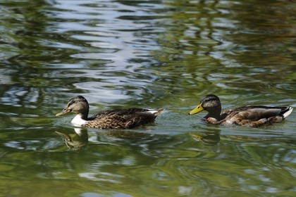 France, Paris (75), le Bois de Boulogne, canards sur le Lac Inférieur