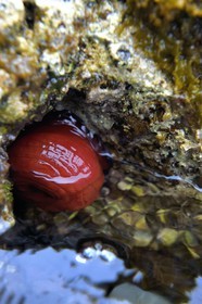 France, Var (83), Iles d'Hyères, Parc national de Port Cros, Ile de Port-Cros, plage de la Palud, le rocher du Rascas, tomate de mer (Actinia equina)