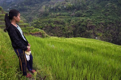 Philippines, Ifugao province, Banaue rice terraces around the village of Cambulo, listed as World Heritage by UNESCO, Shimah 16 working in the fields