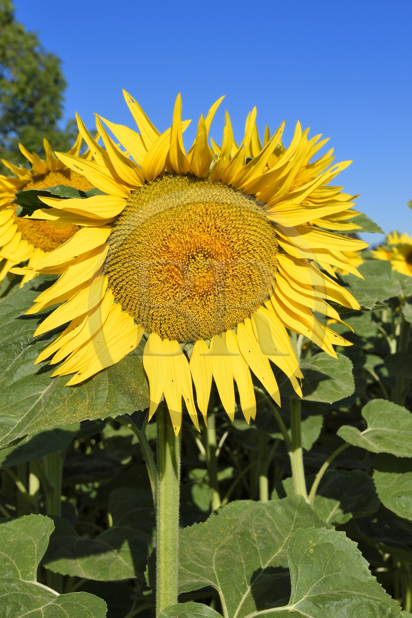 France, Bas Rhin, the Alsace Wine Route, Traenheim, sunflower field