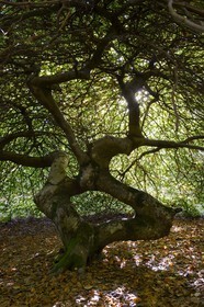 France, Marne, Parc Naturel de la Montagne de Reims (Natural Park of Montagne de Reims), Verzy, les Faux de Verzy, Verzy forest is the main nature reserve in the world for these extraordinary tortuous and winding beech trees