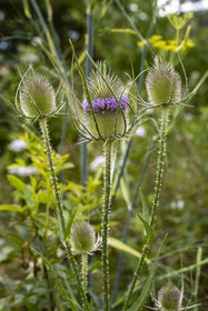 France, Alpes-Maritimes, Mouans-Sartoux, Gardens of the International Museum of Perfumery (Musée International de la Parfumerie - MIP), thistle