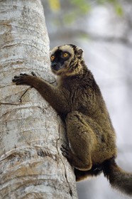 France, Mayotte island (French overseas department), Grande-Terre, Kani-Keli, the Maore Garden at N’Gouja beach, tawny lemur (Eulemur fulvus mayottensis) also called maki