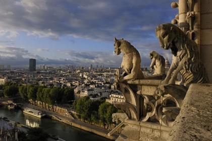 France, Paris (75), les rives de la Seine classées Patrimoine Mondial de l'UNESCO, île de la Cité, la cathédrale Notre-Dame, les chimères de la Tour Sud observent la ville