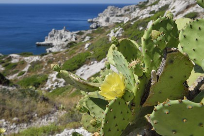 France, Bouches du Rhone, Marseille, Calanques National Park, archipelago of Frioul islands, Pomegues island, barbary fig (Opuntia ficus-indica) flower
