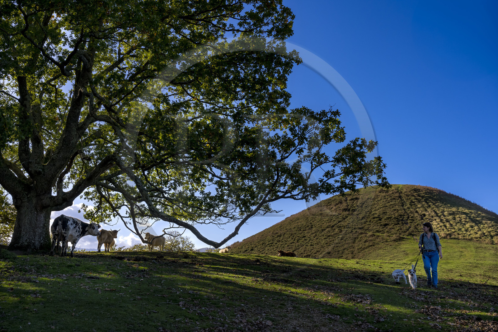 France, Pyrénées-Atlantiques (64), Pays-Basque, vallée des Aldudes, vaches sur la colline d'Elizamendi au dessus du village d'Urepel