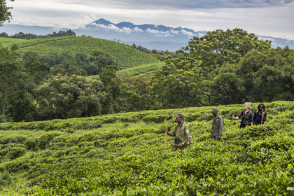 Rwanda, Province de l’Ouest, Gisakura, Parc national de Nyungwe, le garde de African Parks Claver Mtoyinkima guidant des touristes sur la piste des Colobes de Ruwenzori (Colobus angolensis ruwenzorii) pendant un safari à pied dans la forêt tropicale humide naturelle bordée par les plantations de thé, les montagnes de Kahuzi-Biega dans la République démocratique du Congo en arrière plan