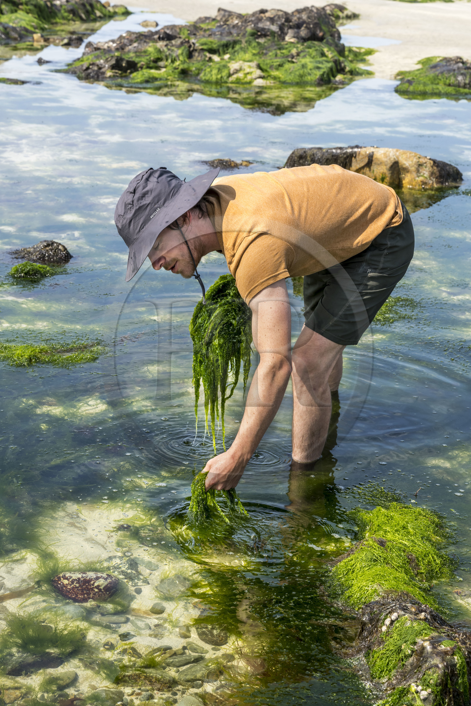 France, Finistère (29), Pays Bigouden, Baie d'Audierne, Plozévet, Lenny Gouedic co créateur de Begood Alg, récolte à pied d'algues sauvages alimentaires (Ao Nori) sur la plage à marée basse