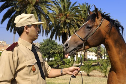 Morocco, Meknes Tafilalet Region, Royal Stud farm of Meknes, Jumbo Vargas thoroughbred Arabian horse
