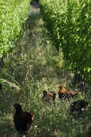 France, Bas Rhin, the Alsace Wine Route, Traenheim, Wine estate MULLER Charles & Fils, chicken implantation tests in the vineyards to allow organic maintenance