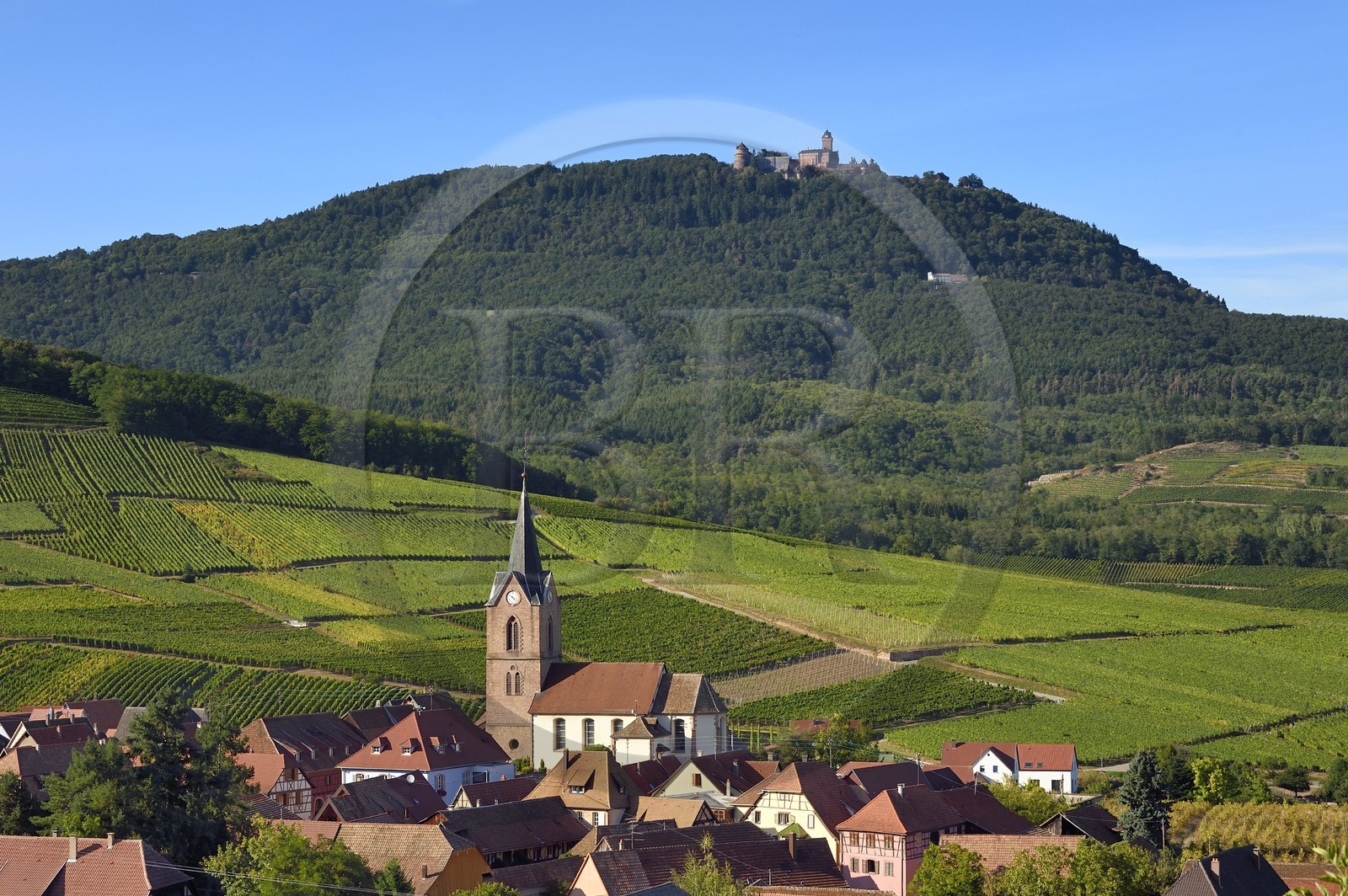 France, Haut-Rhin (68), Route des vins d'Alsace, le village de Rodern entouré de son vignoble et le Chateau du Haut-Koenigsbourg en arrière plan