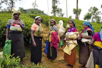 Sri Lanka, center province, Dalhousie, Tamil women picking tea leaves in a tea plantation